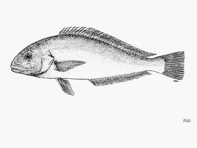 Hubbs' tilefish (Caulolatilus hubbsi)