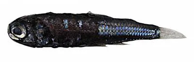 Hudson's lanternfish (Diaphus hudsoni)