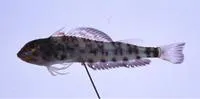 Hudson's triplefin (Helcogramma hudsoni)