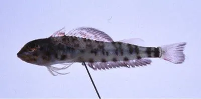 Hudson's triplefin (Helcogramma hudsoni)