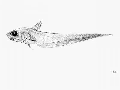 Humboldt grenadier (Coryphaenoides ariommus)