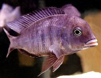 Hump-head (Cyrtocara moorii)