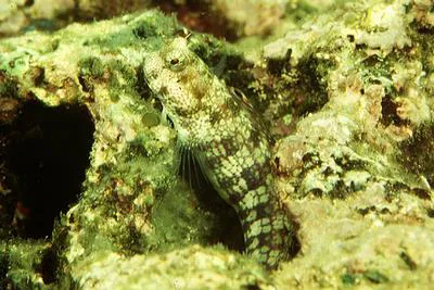 Hump-headed blenny (Blenniella gibbifrons)