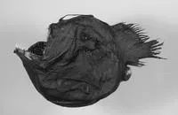 Humpback anglerfish (Melanocetus johnsonii)