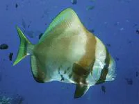 Humpback batfish (Platax batavianus)