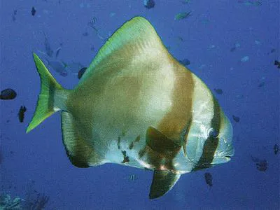 Humpback batfish (Platax batavianus)