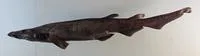 Humpback cat shark (Apristurus gibbosus)