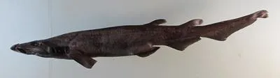 Humpback cat shark (Apristurus gibbosus)