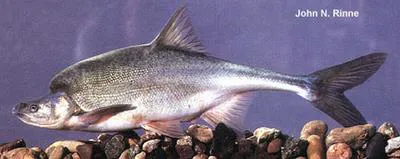 Humpback chub (Gila cypha)