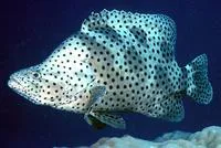Humpback grouper (Cromileptes altivelis)