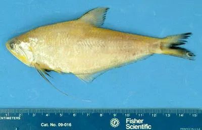 Humpback hairfin anchovy (Setipinna paxtoni)