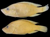 Humpback largemouth (Serranochromis altus)