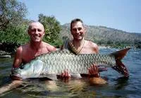 Humpback mahseer (Hypselobarbus mussullah)