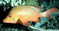 Humpback red snapper (Lutjanus gibbus)