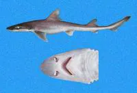 Humpback smooth-hound (Mustelus whitneyi)