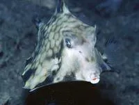 Humpback turretfish (Tetrosomus gibbosus)