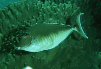 Humpback unicornfish (Naso brachycentron)