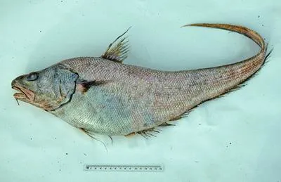 Humpback whiptail (Coryphaenoides dossenus)