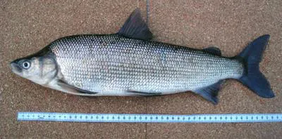 Humpback whitefish (Coregonus pidschian)
