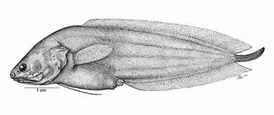 Humpbacked coralbrotula (Diancistrus altidorsalis)