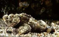 Humpbacked scorpionfish (Scorpaenopsis gibbosa)
