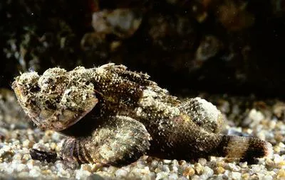 Humpbacked scorpionfish (Scorpaenopsis gibbosa)
