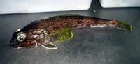 Humped rockcod (Gobionotothen gibberifrons)