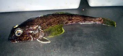 Humped rockcod (Gobionotothen gibberifrons)