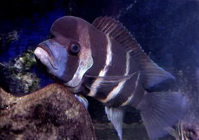 Humphead cichlid (Cyphotilapia frontosa)