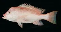 Humphead snapper (Lutjanus sanguineus)