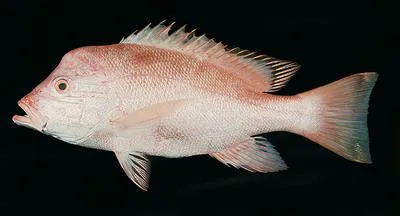 Humphead snapper (Lutjanus sanguineus)