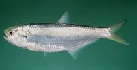 Humphead thryssa (Thryssa polybranchialis)
