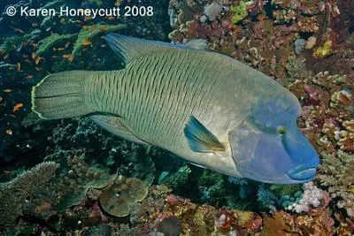 Humphead wrasse (Cheilinus undulatus)