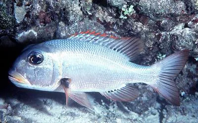 Humpnose big-eye bream (Monotaxis grandoculis)