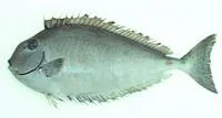 Humpnose unicornfish (Naso tuberosus)