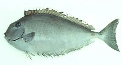 Humpnose unicornfish (Naso tuberosus)