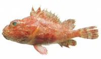 Hunchback scorpionfish (Scorpaena dispar)
