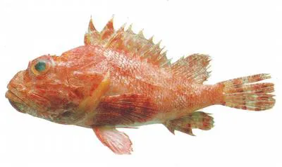 Hunchback scorpionfish (Scorpaena dispar)