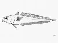 Hundred fathom mora (Physiculus rastrelliger)