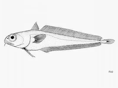 Hundred fathom mora (Physiculus rastrelliger)