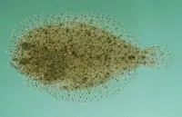 Hureau's flounder (Engyprosopon hureaui)