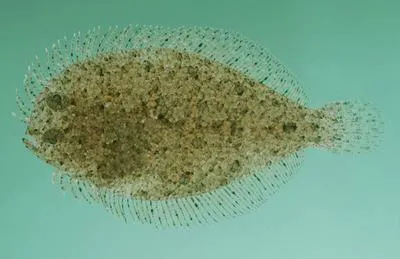 Hureau's flounder (Engyprosopon hureaui)