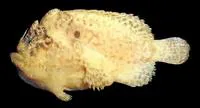 Hutchins' anglerfish (Lophiocharon hutchinsi)