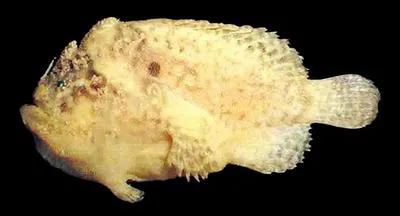Hutchins' anglerfish (Lophiocharon hutchinsi)