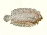 Huysman's righteye flounder (Samariscus huysmani)