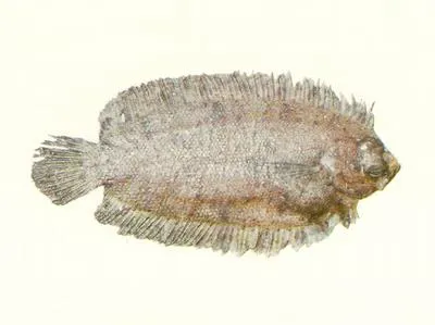 Huysman's righteye flounder (Samariscus huysmani)