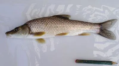 Iberian barbel (Luciobarbus comizo)