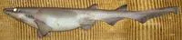 Iceland catshark (Apristurus laurussonii)