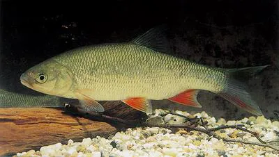 Ide (Leuciscus idus)