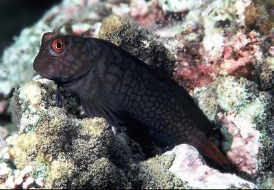 Imitator blenny (Cirripectes imitator)